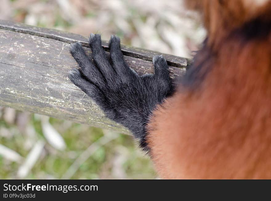 Red Ruffed Lemur