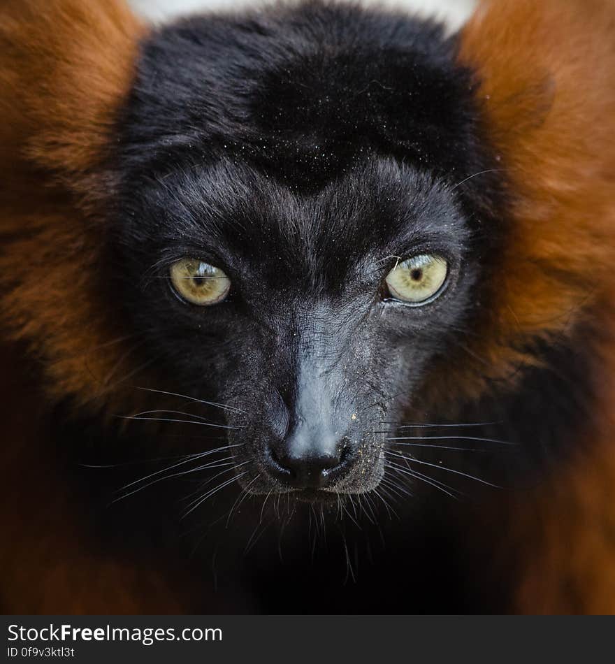 Red Ruffed Lemur