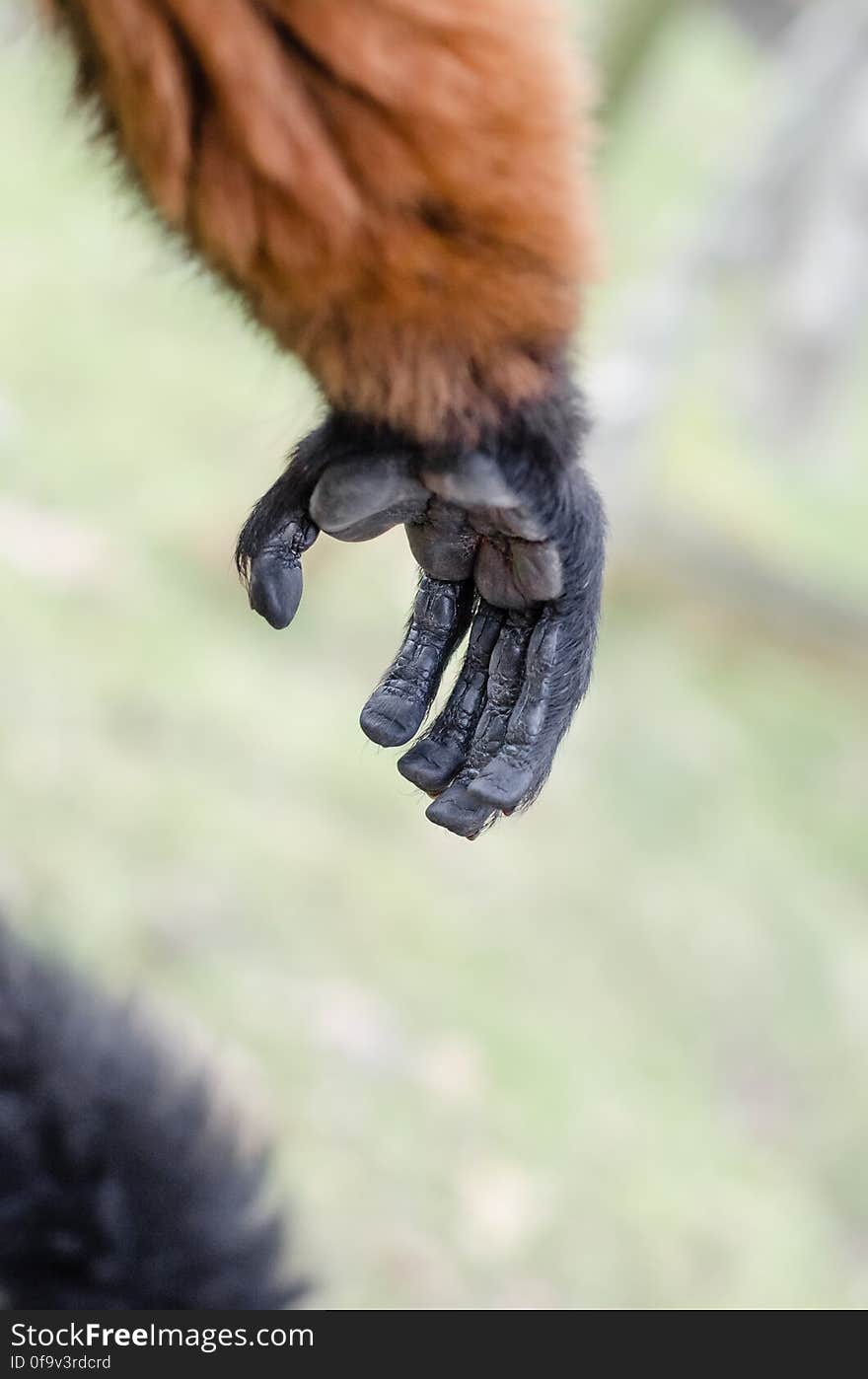 Red Ruffed Lemur