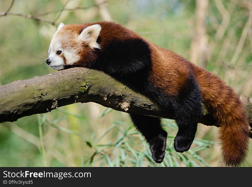 Red Panda