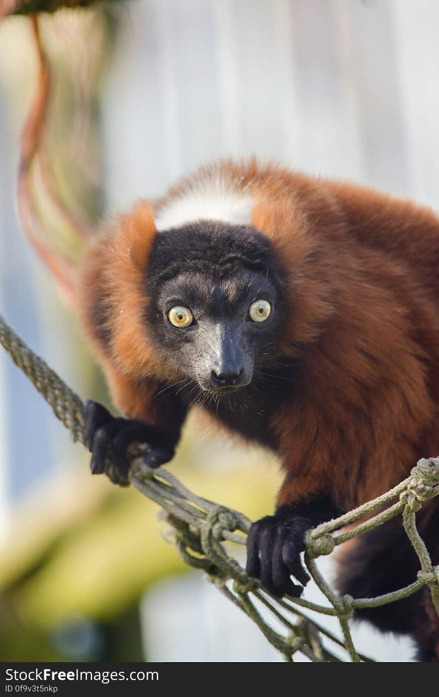 Red Ruffed Lemur