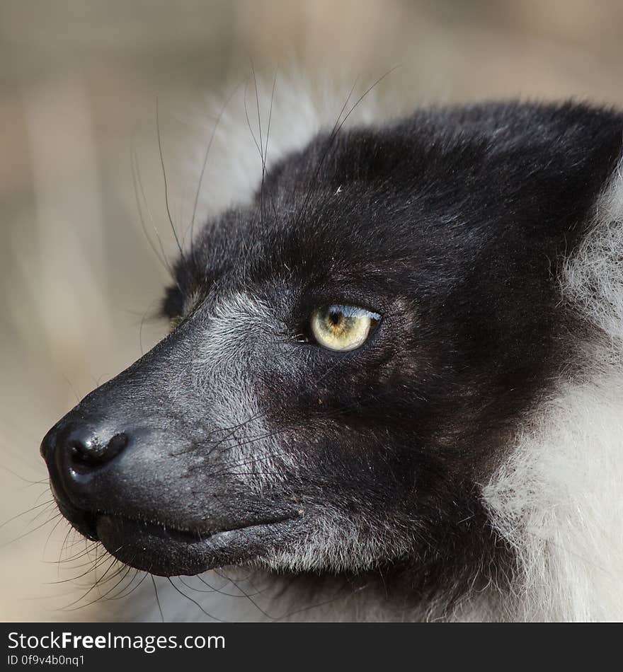 Black-and-white Ruffed Lemur