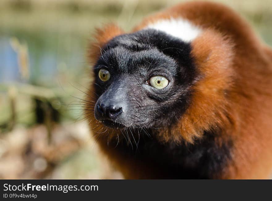 Red Ruffed Lemur