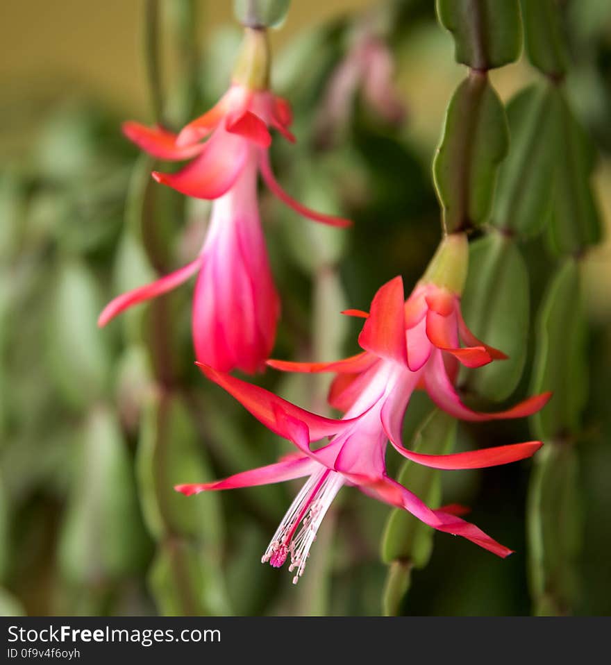 Christmas Cactus blooms