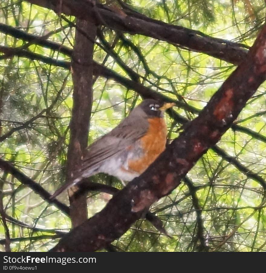 Bird, Plant, Beak, Tree, Branch, Wood