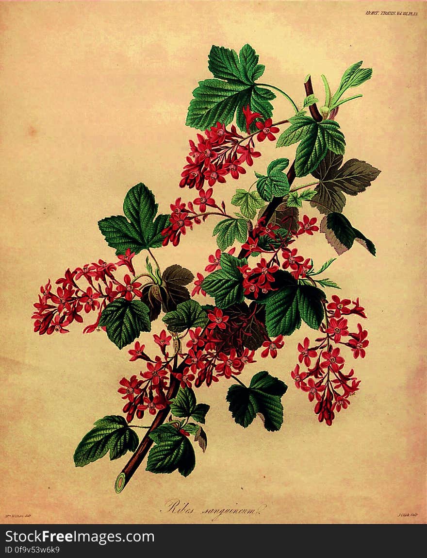 Ribes sanguineum. Transactions of the Horticultural Society of London series 1, volume 7, t. 13 &#x28;1835&#x29; From the Swallowtail Garden Seeds collection of botanical images. We hope you will enjoy these images as much as we do. Ribes sanguineum. Transactions of the Horticultural Society of London series 1, volume 7, t. 13 &#x28;1835&#x29; From the Swallowtail Garden Seeds collection of botanical images. We hope you will enjoy these images as much as we do.