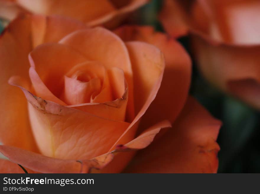 A close up of red roses. The Netherlands seem to be quite popular for its flowers. Especially when visiting Amsterdam the amount of shops selling bouquets, flowers and flower bulbs is uniquely high. This photo was taken by Jordy Vlug. Free photos for your blog, website or business. I add new free photos daily :&#x29; For my full portfolio you can see StockyPics.com. A close up of red roses. The Netherlands seem to be quite popular for its flowers. Especially when visiting Amsterdam the amount of shops selling bouquets, flowers and flower bulbs is uniquely high. This photo was taken by Jordy Vlug. Free photos for your blog, website or business. I add new free photos daily :&#x29; For my full portfolio you can see StockyPics.com