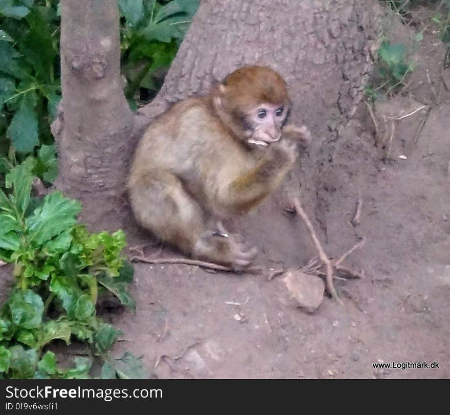 Primate, Plant, Rhesus macaque, Fawn, Terrestrial animal, Macaque