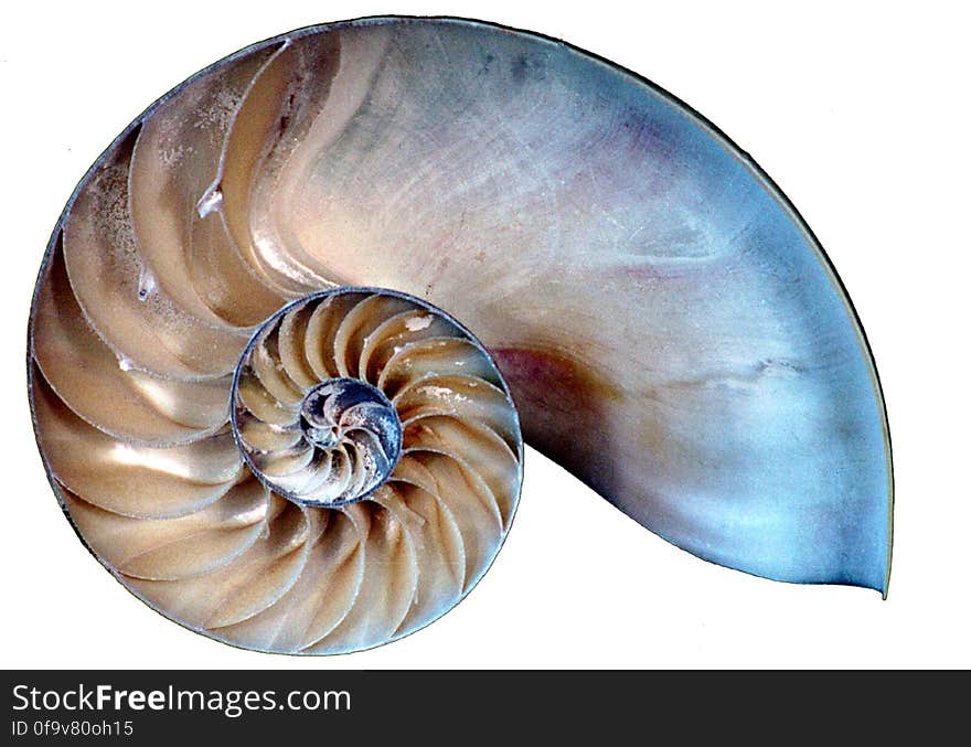 nautilus shell slice