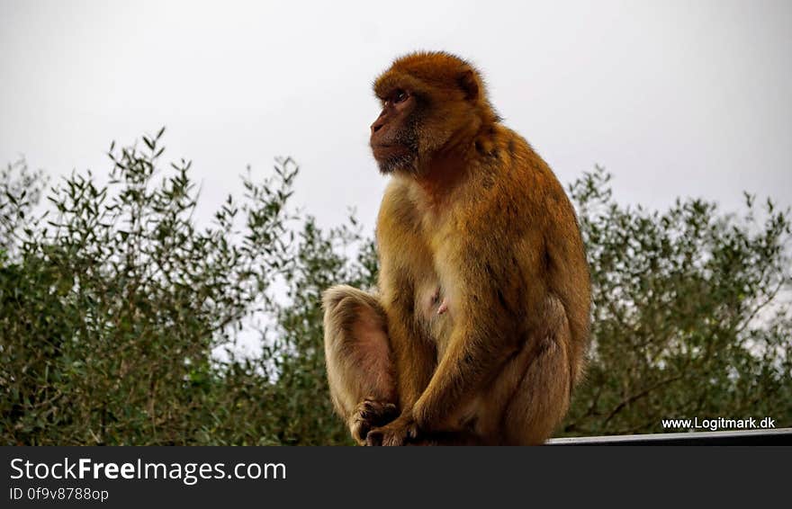 Primate, Sky, Vertebrate, Mammal, Organism, Rhesus macaque