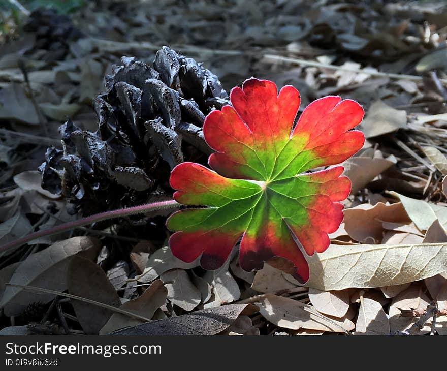 I have no idea what kind of plant this is, but it&#x27;s vivid colors, backlit, growing in a ditch next to a road, grabbed my attention. I don&#x27;t need it back. Update: Surprised, humbled, honored to be explored, especially for a photo I almost skipped, and for one taken with an iPhone. More at the Inside the Photo barkingdog.me/photos/2665. I have no idea what kind of plant this is, but it&#x27;s vivid colors, backlit, growing in a ditch next to a road, grabbed my attention. I don&#x27;t need it back. Update: Surprised, humbled, honored to be explored, especially for a photo I almost skipped, and for one taken with an iPhone. More at the Inside the Photo barkingdog.me/photos/2665