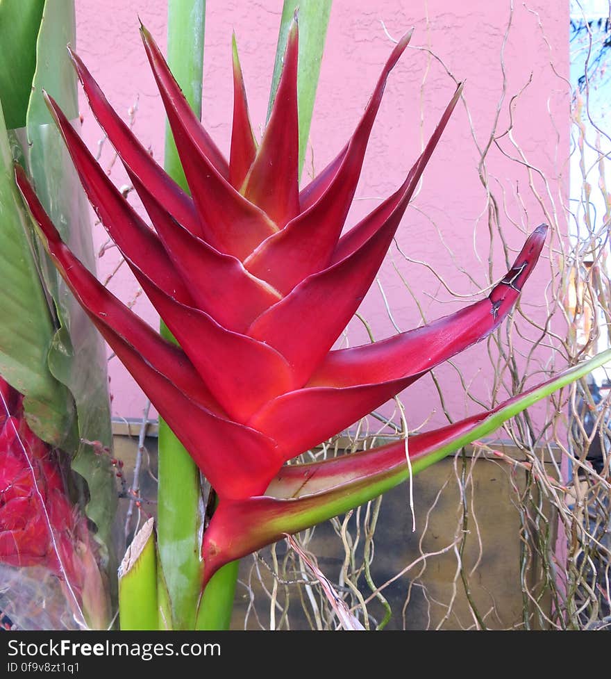 red heliconia