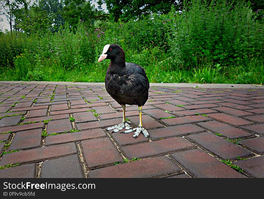 PUBLIC DOMAIN DEDICATION digionbew 10.june july 28-06-16 Coot on the road LOW RES DSC03422