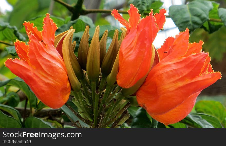 tuliplike orange Hawaiian flowers