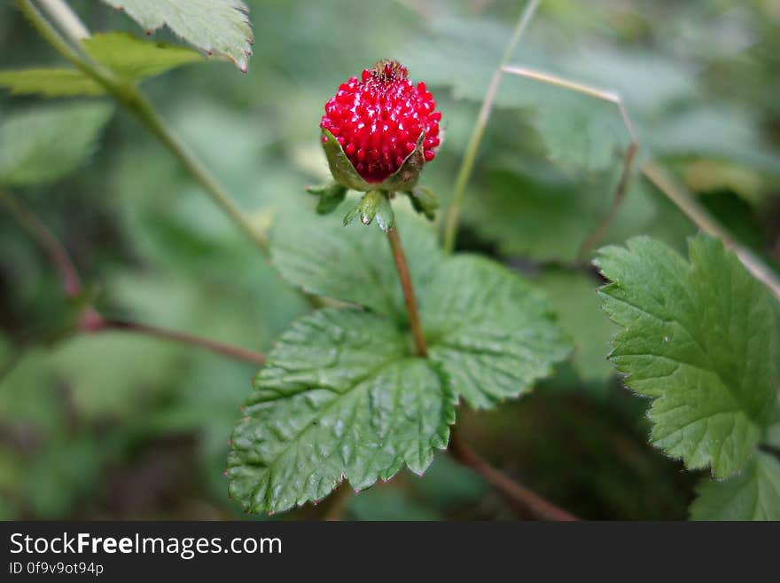 PUBLIC DOMAIN DEDICATION - digionbew 9. june - 17-06-16 Wild Strawberry LOW RES DSC00602