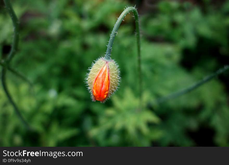 PUBLIC DOMAIN DEDICATION - digionbew 9. 17-06-16 - Poppy cocoon LOW RES SC00566