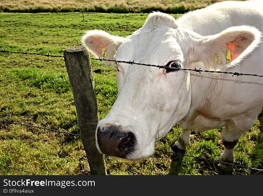 2. PUBLIC DOMAIN DEDICATION digionbew 10. june july Cow peering at photog from barb wire LOW RES DSC02548