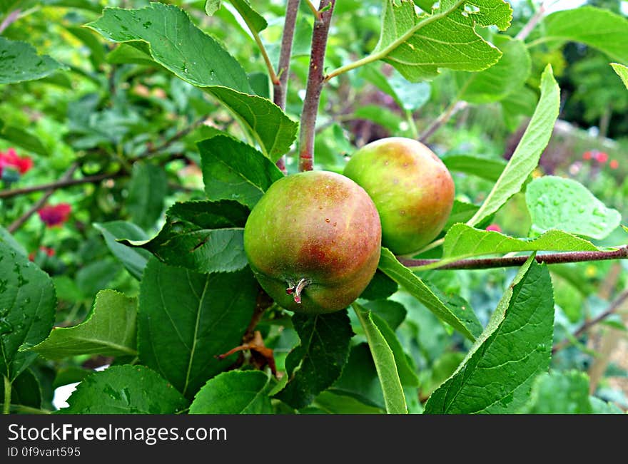 PUBLIC DOMAIN DEDICATION digionbew 25-06-16 Apples on branch LOW RES DSC02450