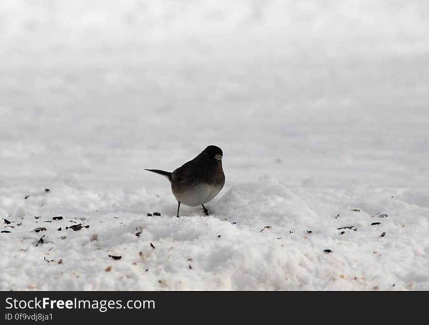 Querulous Junco