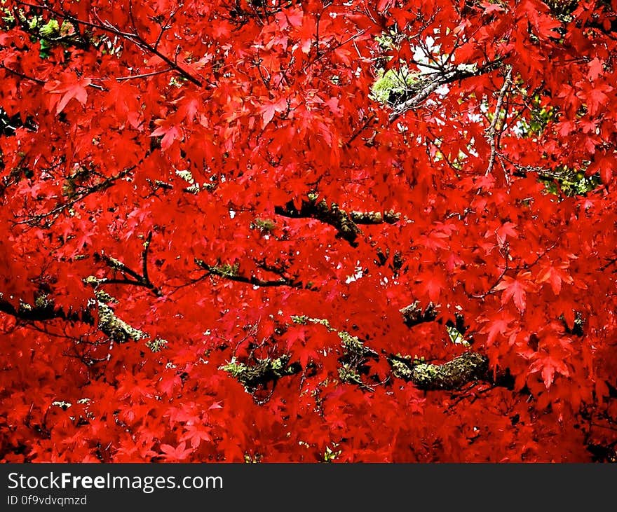 Japanese Maple