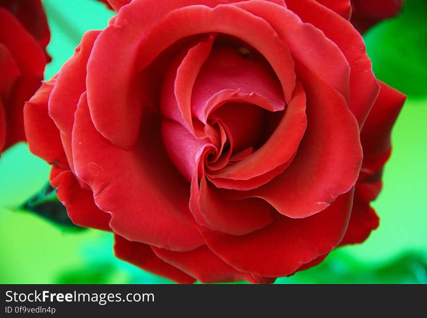 A Rose from Venice to my eternal beloved Elsbeth Dyckhoff. I know for sure she likes flowers much more than I do. I took this one in Medjugorje &#x28;Bosnia Herzegovina&#x29; with my brand new Nikon D5000. It is licensed as Creative Commons and to anyone interested in the original RAW format file, I&#x27;ll send it for free.