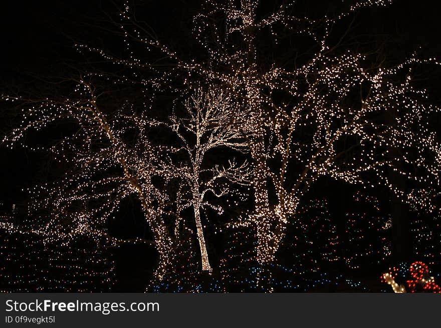 Plant, Twig, Sky, Electricity, Organism, Tree