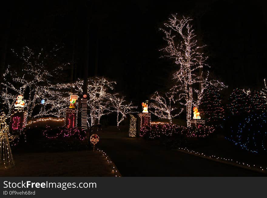 Plant, Branch, Electricity, Christmas decoration, Road surface, Tree