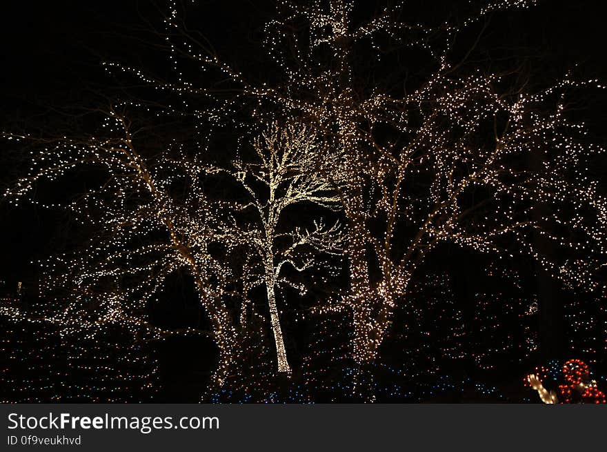 Plant, Twig, Sky, Electricity, Christmas decoration, Tree