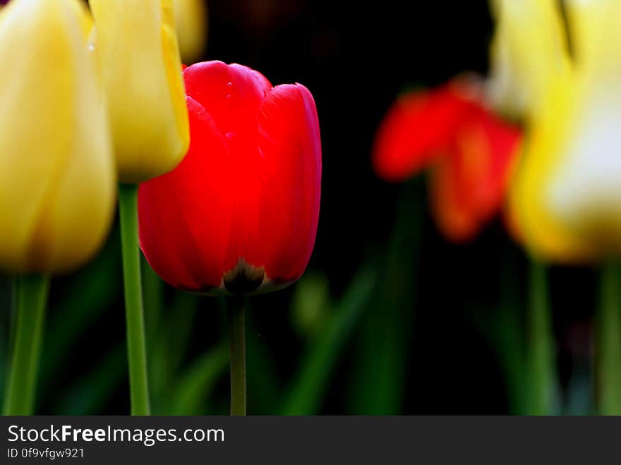 Tulips &#x28;16&#x29;