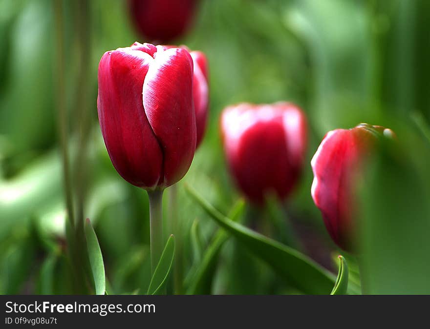 Tulips &#x28;14&#x29;