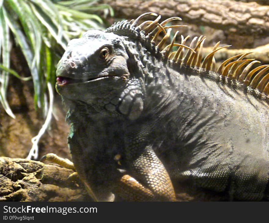 The iguana at the aquarium of Barcelona. The iguana at the aquarium of Barcelona.