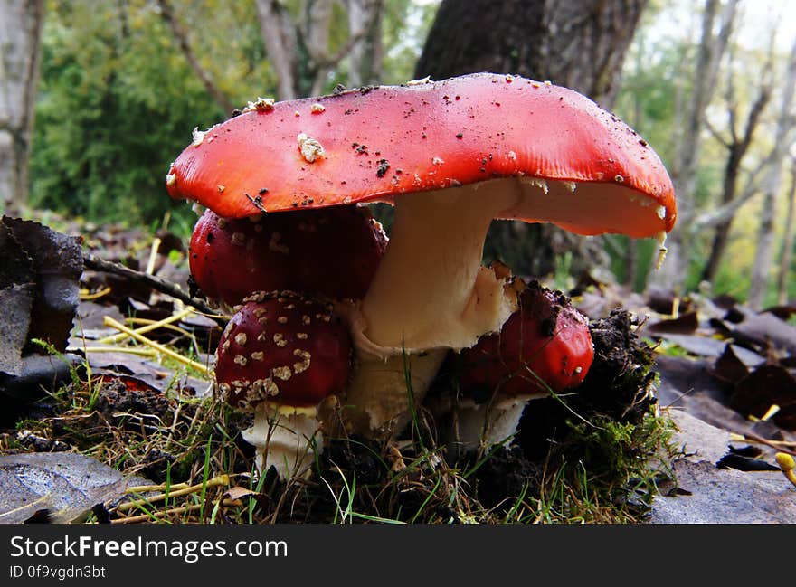 Amanita muscaria &#x28;5&#x29;