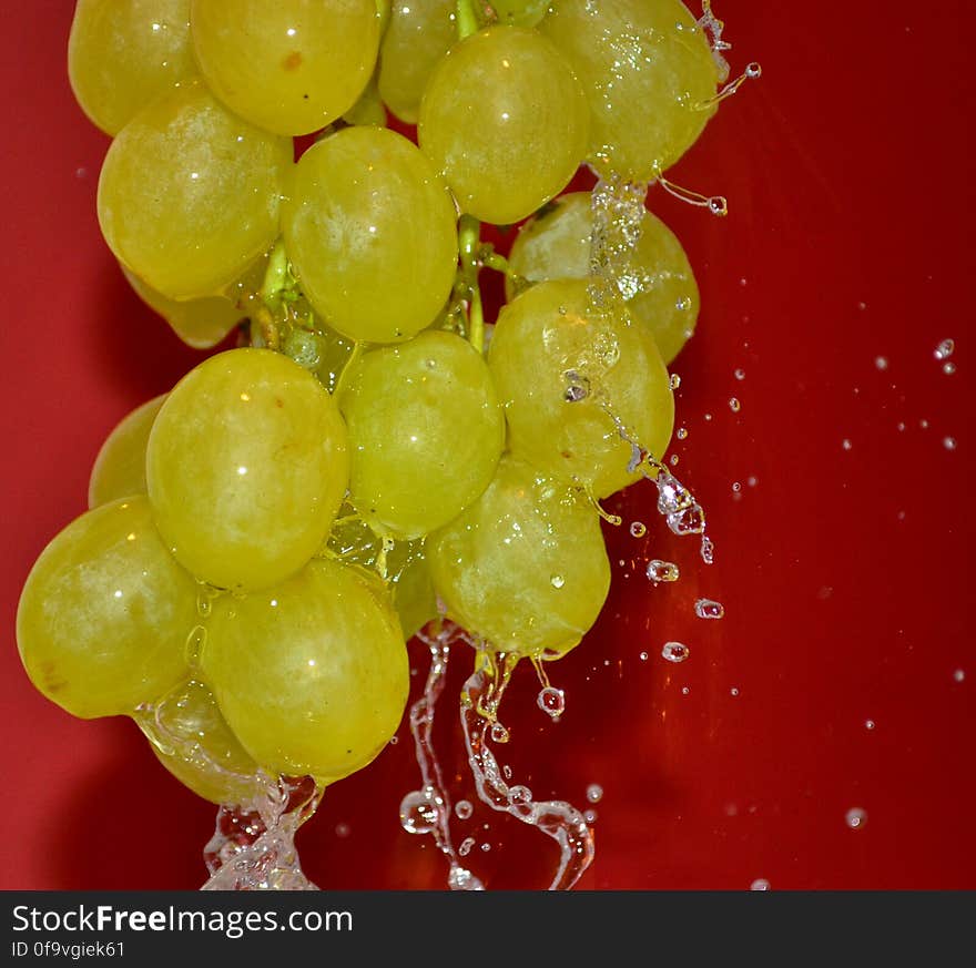 Public domain picture found on www.picdrome.com/picture/Grape_cluster_under_pouring_wate. Public domain picture found on www.picdrome.com/picture/Grape_cluster_under_pouring_wate...