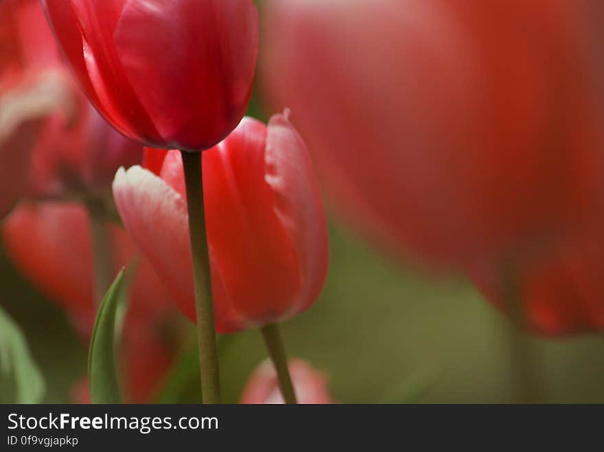 Tulips &#x28;8&#x29;