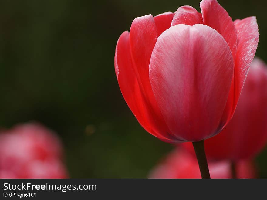 Tulips &#x28;18&#x29;