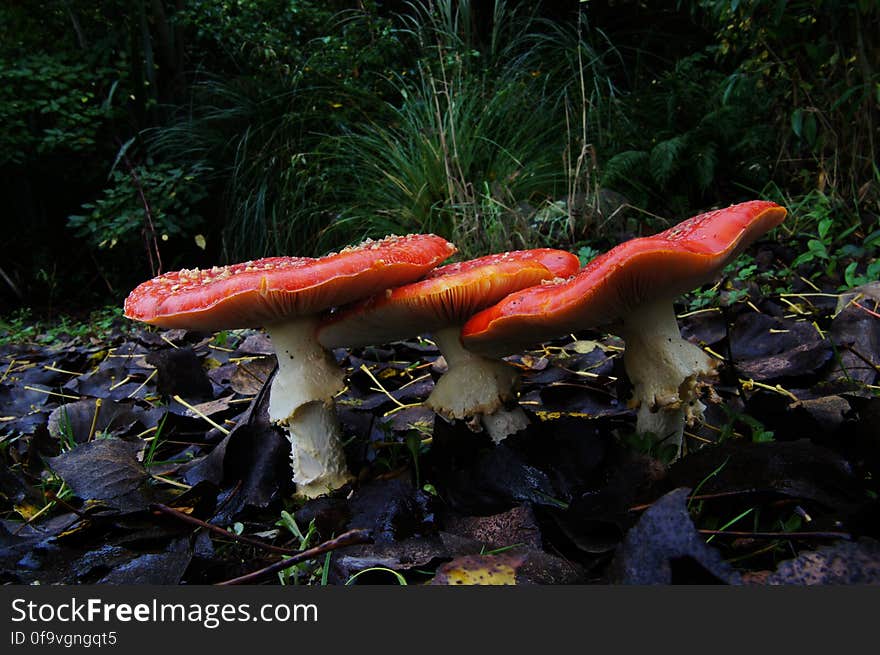 Amanita muscaria &#x28;3&#x29;