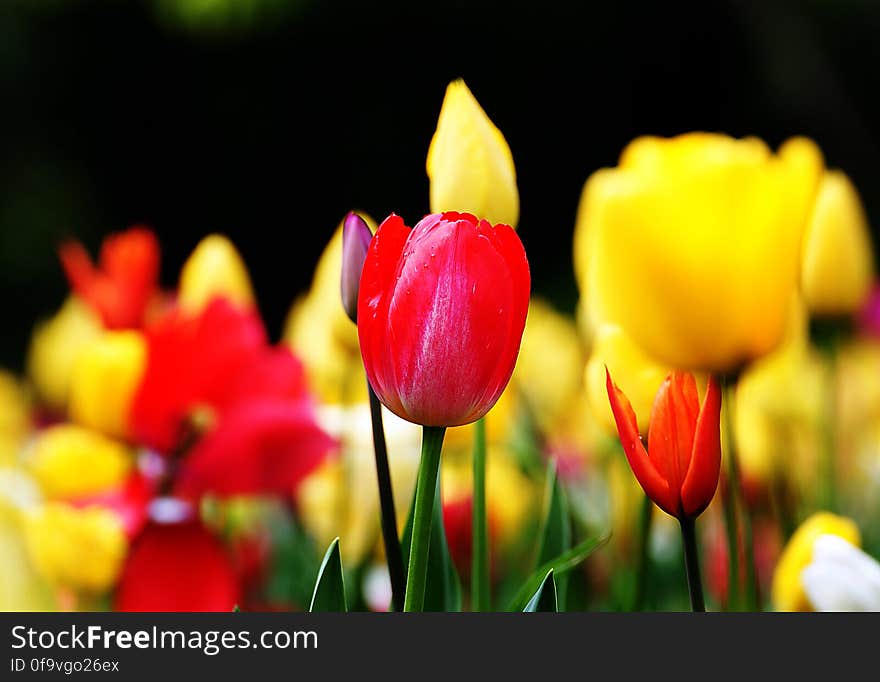 Tulips &#x28;25&#x29;