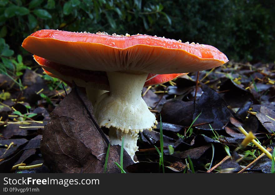 Amanita muscaria &#x28;4&#x29;