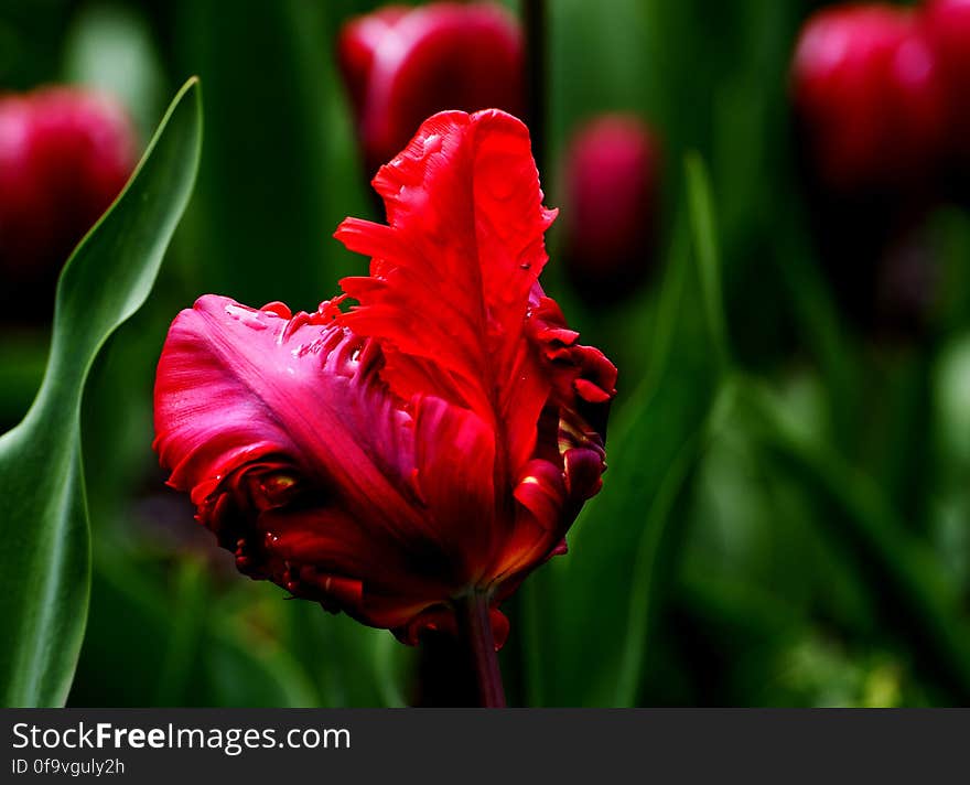 Tulips &#x28;15&#x29;