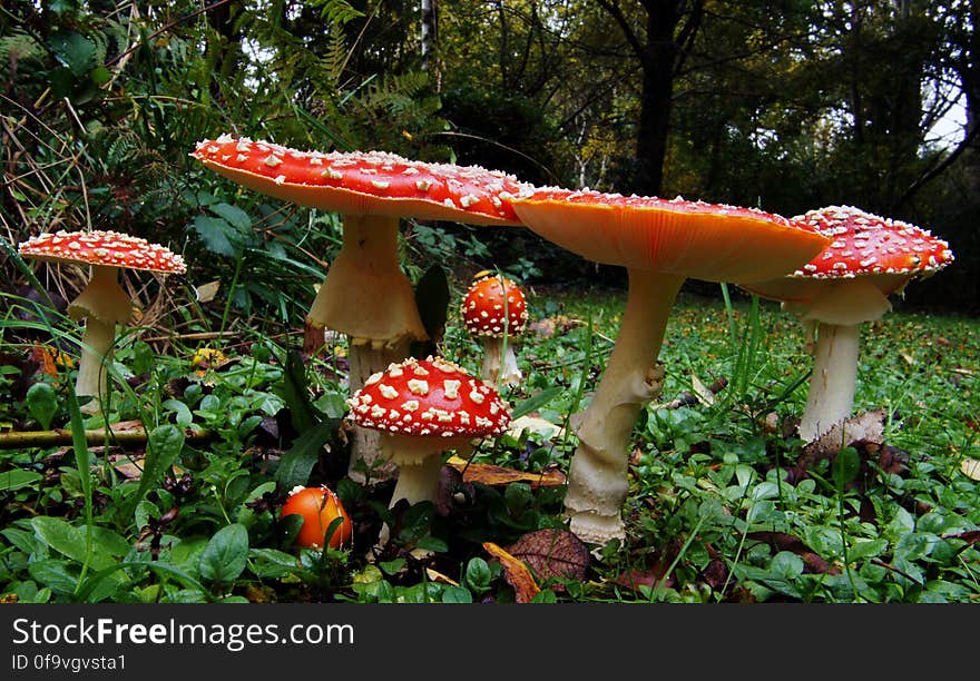 Amanita muscaria &#x28;6&#x29;