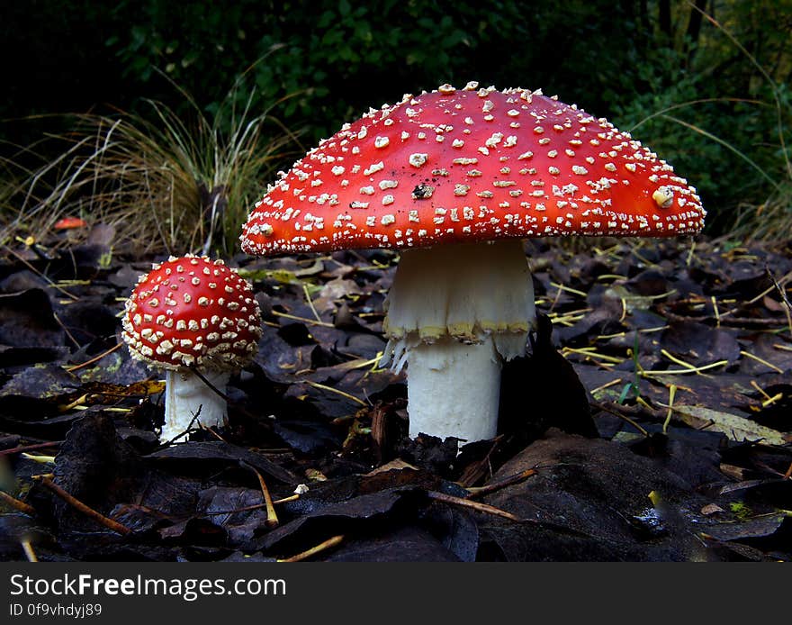 Amanita muscaria &#x28;1&#x29;