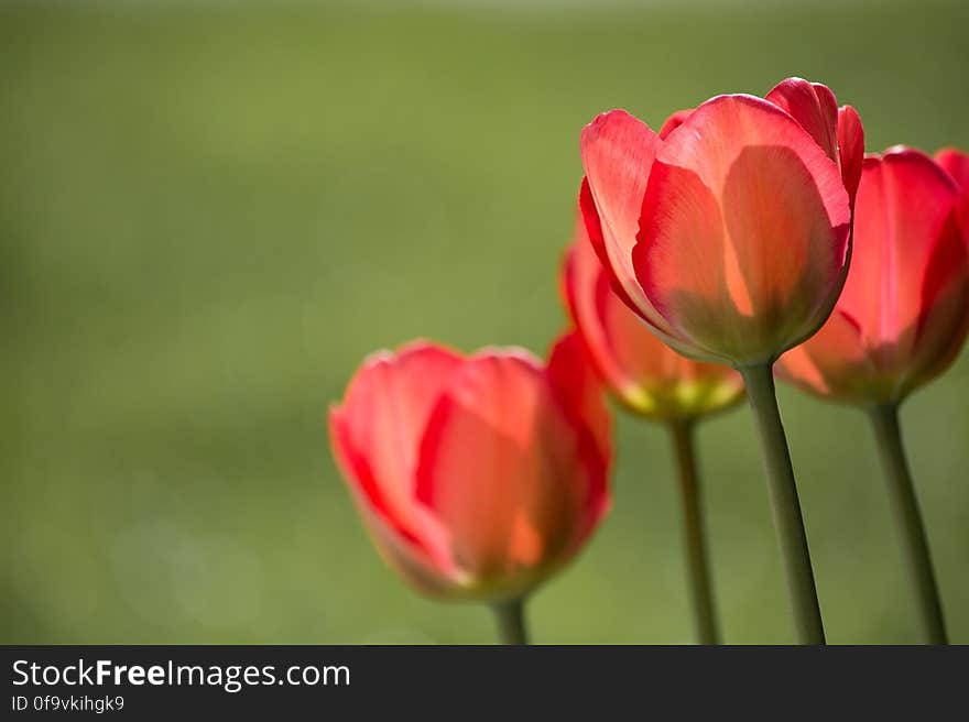 Red Petaled Flower during Daytime