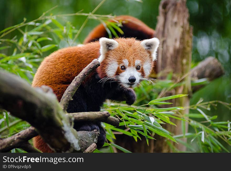 Orange Black Animal on Tree Branch