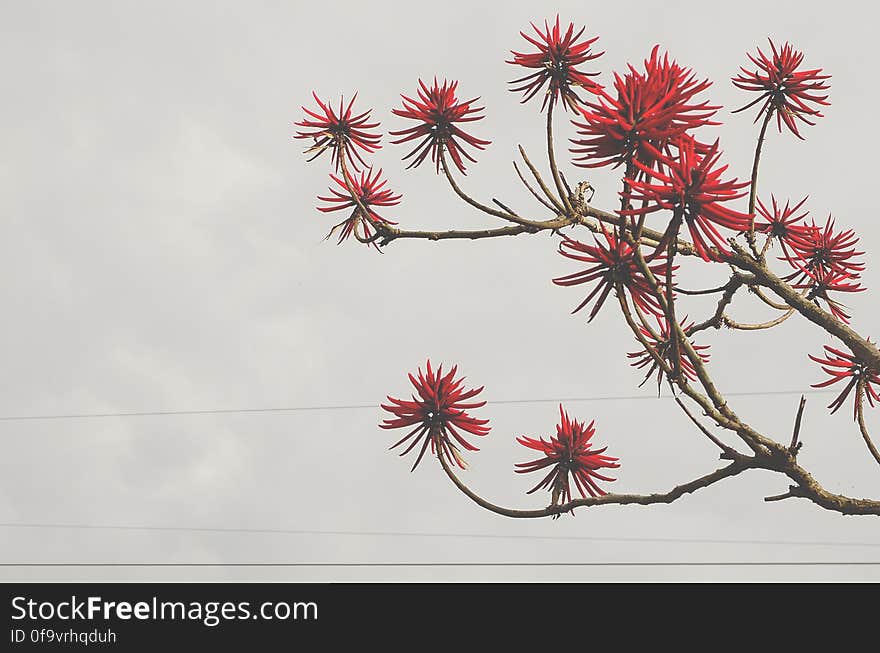 Red Flowers Bloomed Front Brown Tree Branch