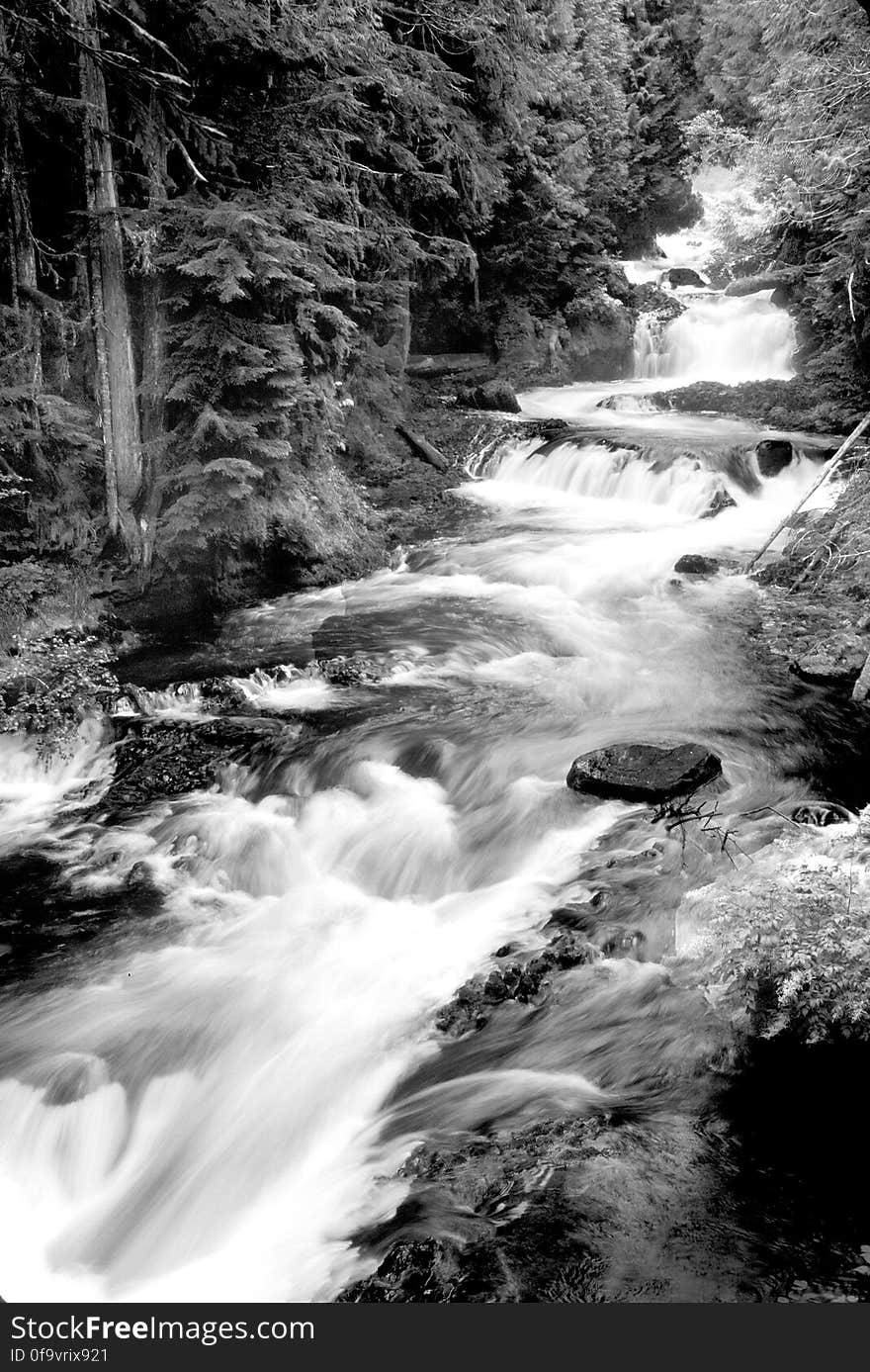 Grayscale Photography of Running River Surrounded Forest during Daytime