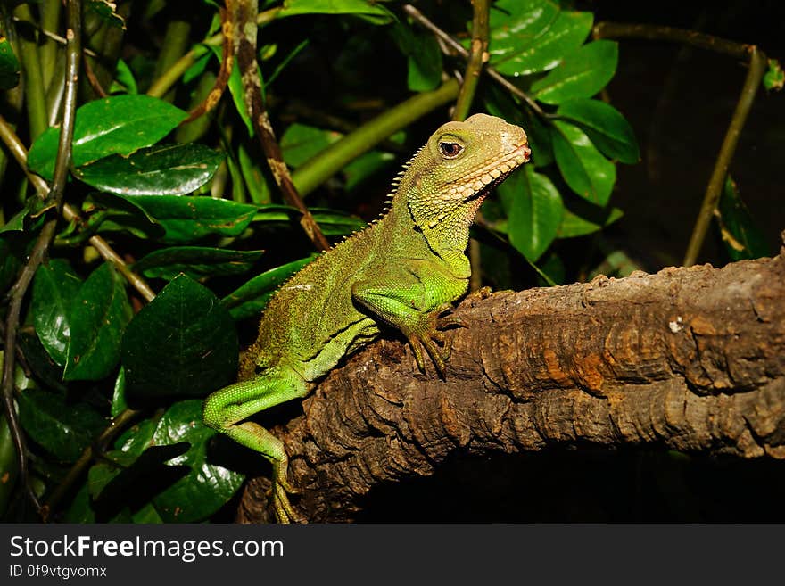 Green Lizard on Brown Tree Branch Beside Green Leaves