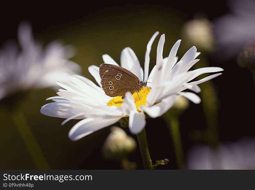 Brown Butterfly on Daisy