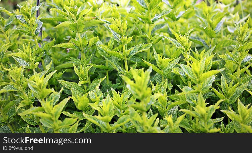 Close Up Photo of Green Leafed Plants