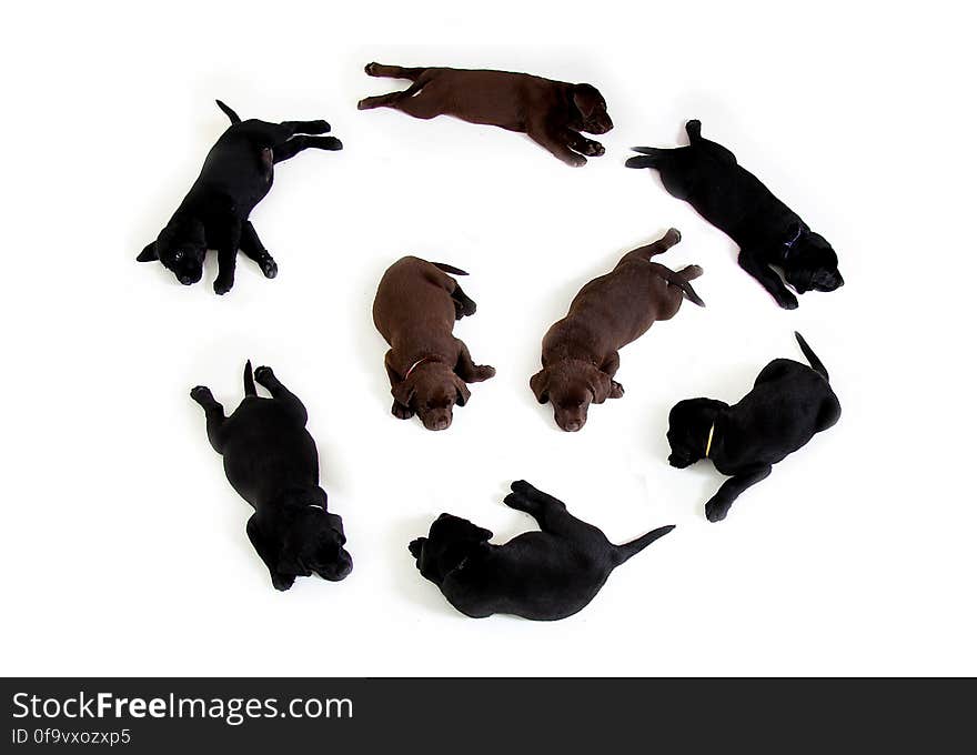 Black and Brown Labrador Puppies in a Circle Formation With 2 in the Middle