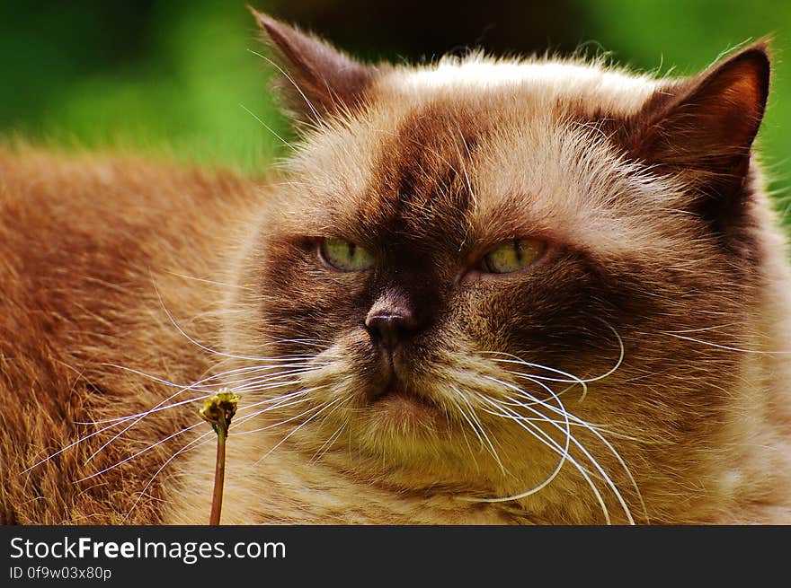 Black and Brown Himalayan Cat Close Up Photography